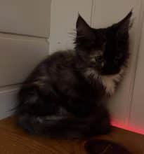 Chatons d'apparence Maine coon à vendre chez l'éleveur SARL YAKARI SERVICES ANIMAUX