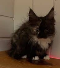 Chatons d'apparence Maine coon à vendre chez l'éleveur SARL YAKARI SERVICES ANIMAUX