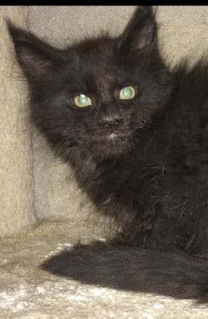 Image de la portée de chaton de l'élévage SARL YAKARI SERVICES ANIMAUX