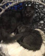 Chatons d'apparence Maine coon à vendre chez l'éleveur des chtis minou