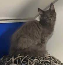 Chatons d'apparence Maine coon à vendre chez l'éleveur des chtis minou