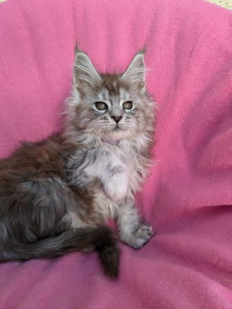 Image de la portée de chaton de l'élévage SLOVAK – THIMOTHEE CYNTHIA