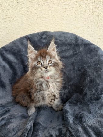 Image de la portée de chaton de l'élévage SLOVAK – THIMOTHEE CYNTHIA