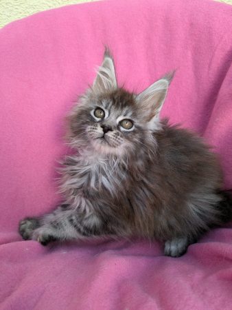 Image de la portée de chaton de l'élévage SLOVAK – THIMOTHEE CYNTHIA