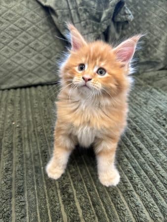 Image de la portée de chaton de l'élévage MALVE LAURA