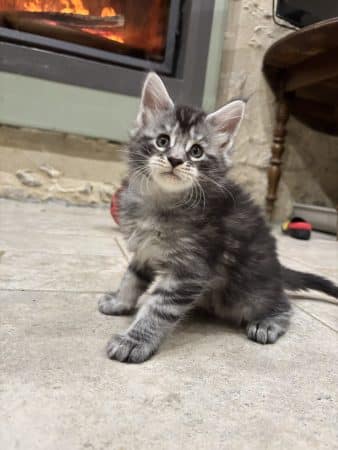 Image de la portée de chaton de l'élévage MALVE LAURA