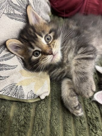 Image de la portée de chaton de l'élévage MALVE LAURA