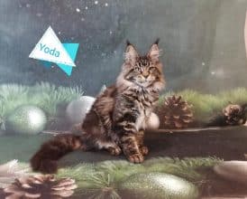 Chatons de race Maine coon à vendre chez l'éleveur PREVOST VALERIE