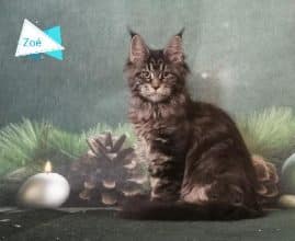 Chatons de race Maine coon à vendre chez l'éleveur PREVOST VALERIE