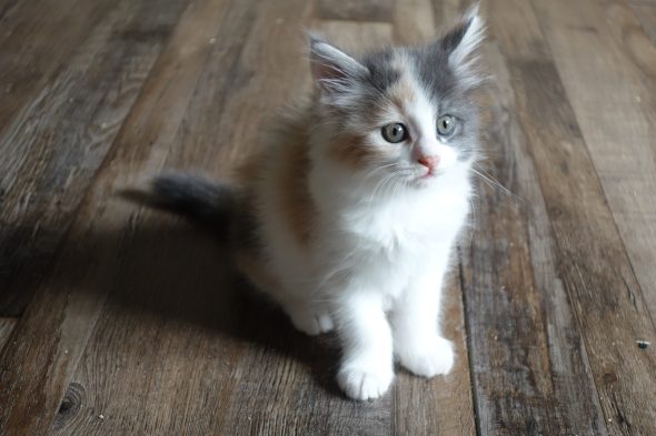 Image de la portée de chaton de l'élévage FAIVRE Jean-Marie