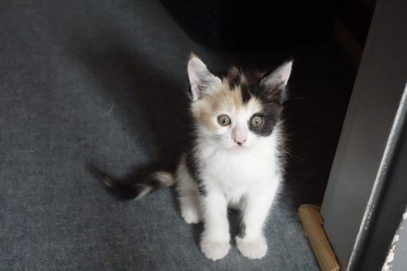 Image de la portée de chaton de l'élévage FAIVRE Jean-Marie