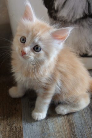 Image de la portée de chaton de l'élévage FAIVRE Jean-Marie