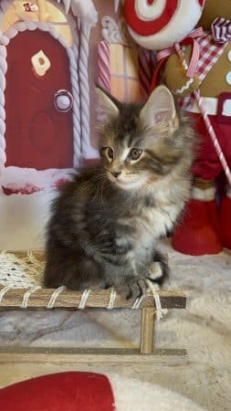 Image de la portée de chaton de l'élévage CHATTERIE DU MONT D ANGELYS