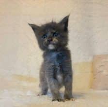 Chatons de race Maine coon à vendre chez l'éleveur DOMAINE DES TERRE D’OR CELTE