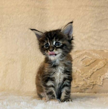 Image de la portée de chaton de l'élévage DOMAINE DES TERRE D’OR CELTE