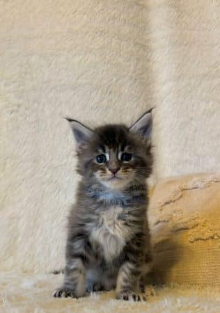 Image de la portée de chaton de l'élévage DOMAINE DES TERRE D’OR CELTE