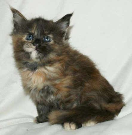 Image de la portée de chaton de l'élévage MAIN COON DE LA CROIX LORRAINE