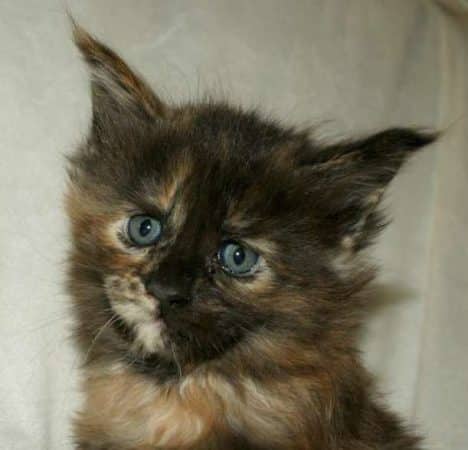 Image de la portée de chaton de l'élévage MAIN COON DE LA CROIX LORRAINE