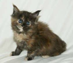 Chatons de race Maine coon à vendre chez l'éleveur MAIN COON DE LA CROIX LORRAINE