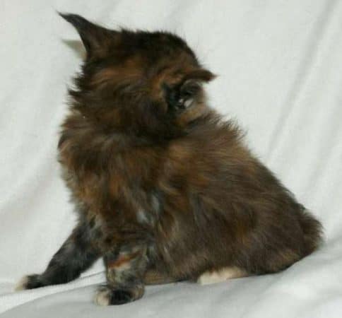 Image de la portée de chaton de l'élévage MAIN COON DE LA CROIX LORRAINE