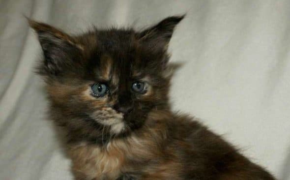 Image de la portée de chaton de l'élévage MAIN COON DE LA CROIX LORRAINE