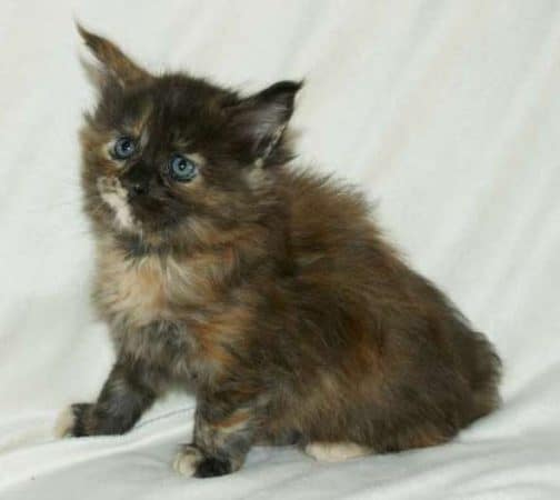 Image de la portée de chaton de l'élévage MAIN COON DE LA CROIX LORRAINE