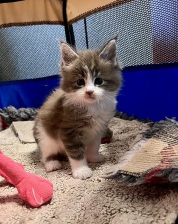 Image de la portée de chaton de l'élévage DES ANGES DE ROQUELANCE