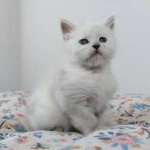 Chatons de race Maine coon à vendre chez l'éleveur SHINY SNOW COONS