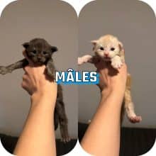 Chatons de race Maine coon à vendre chez l'éleveur DES COON DE MANAYA KL