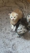 Chatons de race Maine coon à vendre chez l'éleveur DES COON DE MANAYA KL