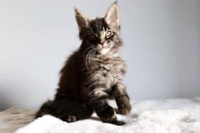 Chatons de race Maine coon à vendre chez l'éleveur Giants Snow