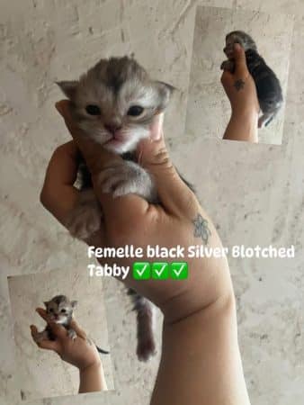 Image de la portée de chaton de l'élévage BRANDI CLAIRE