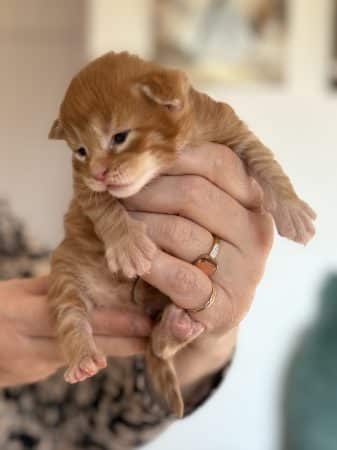 Image de la portée de chaton de l'élévage COONSDELATRAMERIE