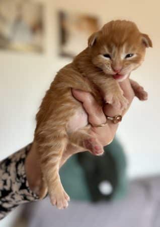 Image de la portée de chaton de l'élévage COONSDELATRAMERIE