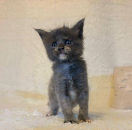 Image de la portée de chaton de l'élévage DOMAINE DES TERRE D’OR CELTE