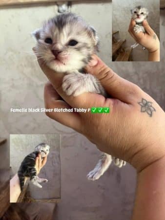 Image de la portée de chaton de l'élévage BRANDI CLAIRE