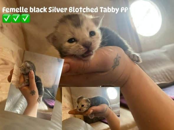 Image de la portée de chaton de l'élévage BRANDI CLAIRE