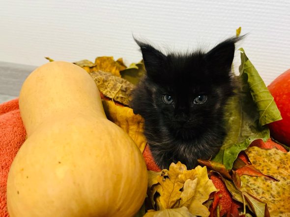 Image de la portée de chaton de l'élévage DE LA CHATTERIE DE DEB