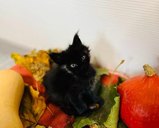 Image de la portée de chaton de l'élévage DE LA CHATTERIE DE DEB