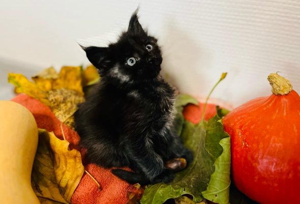 Image de la portée de chaton de l'élévage DE LA CHATTERIE DE DEB