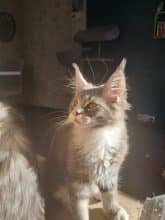 Chatons de race Maine coon à vendre chez l'éleveur Le Domaine de Ulk