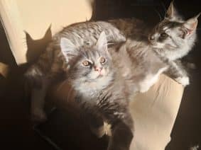 Chatons de race Maine coon à vendre chez l'éleveur Le Domaine de Ulk