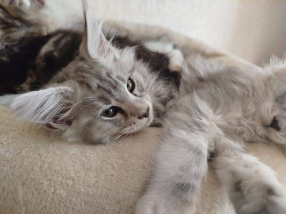 Image de la portée de chaton de l'élévage BONNIGAL AURELIE