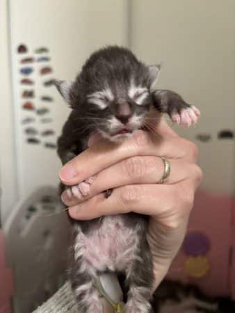 Image de la portée de chaton de l'élévage DELCHER AUDREY