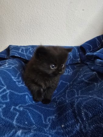 Image de la portée de chaton de l'élévage PETS GAMING