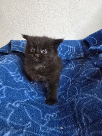 Image de la portée de chaton de l'élévage PETS GAMING