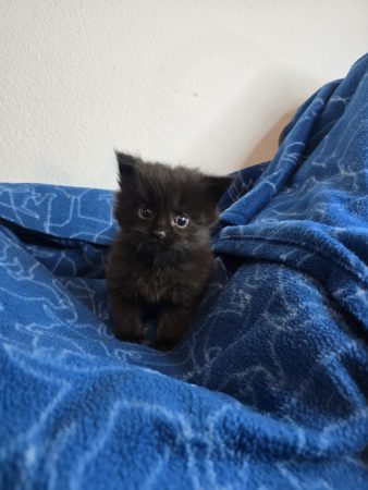 Image de la portée de chaton de l'élévage PETS GAMING