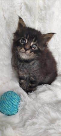 Image de la portée de chaton de l'élévage CHATTERIE DE LA JET PET S COON