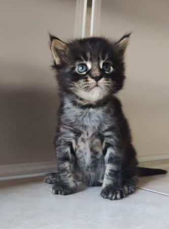 Image de la portée de chaton de l'élévage CHATTERIE DE LA JET PET S COON