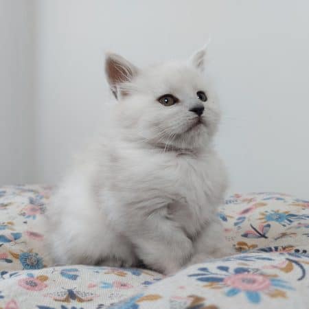 Image de la portée de chaton de l'élévage SHINY SNOW COONS